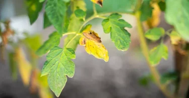 Common Plant Diseases