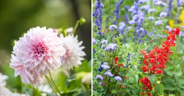 Annual & Perennial Flowers