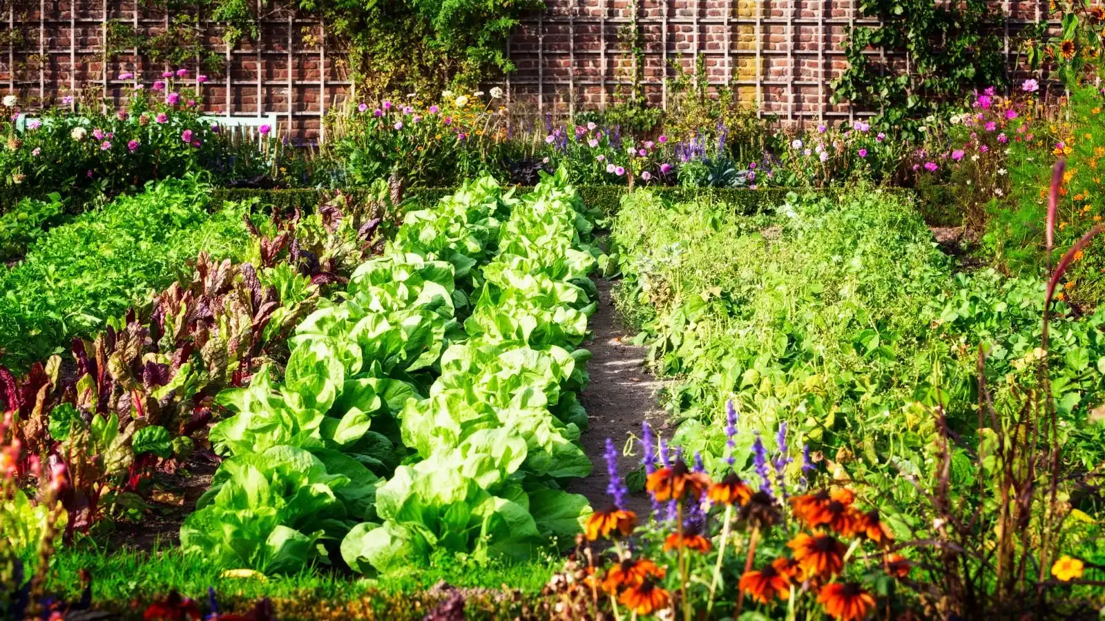 Best Fall Crops for Backyard Vegetable Gardens