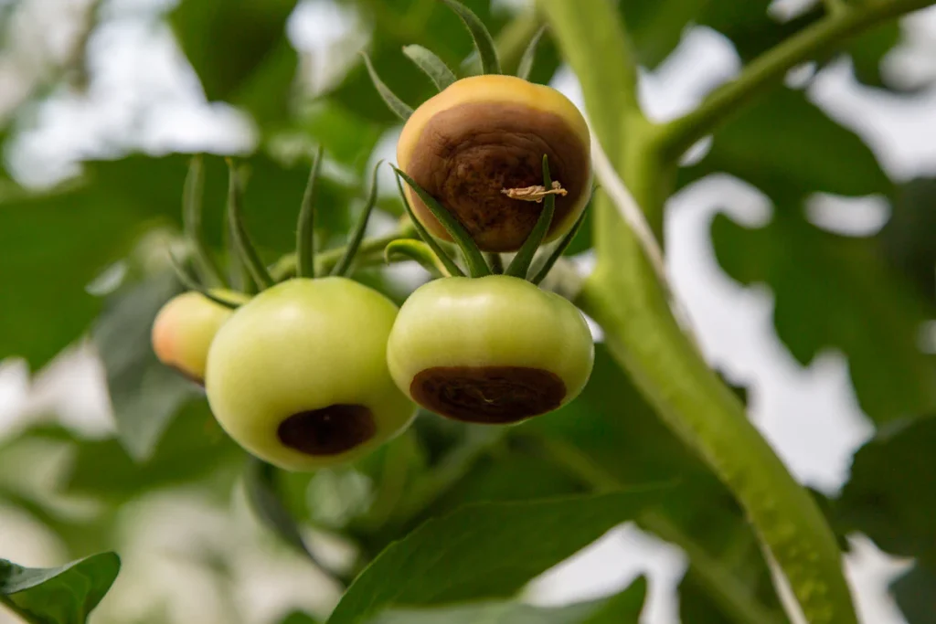 Blossom End Rot of tomatoes