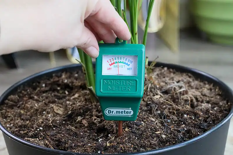 Check Soil Moisture Before Watering