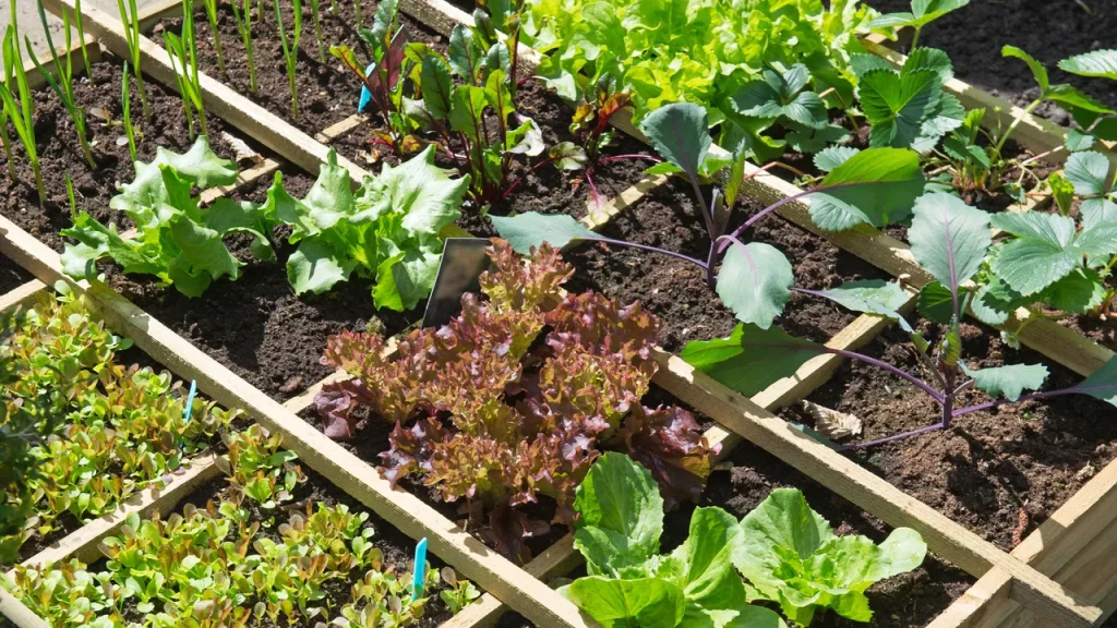 Sustainable Vegetable Garden Practices