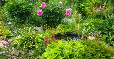 Choosing the Right Location for Your Rain Garden