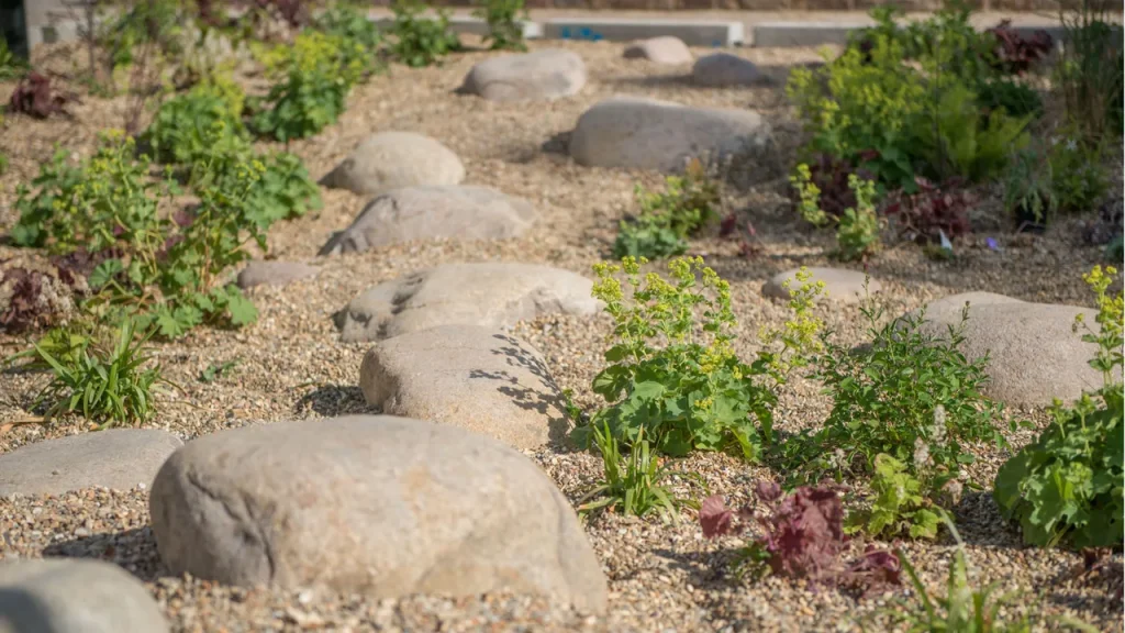 Common Mistakes to Avoid When Planting a Rain Garden