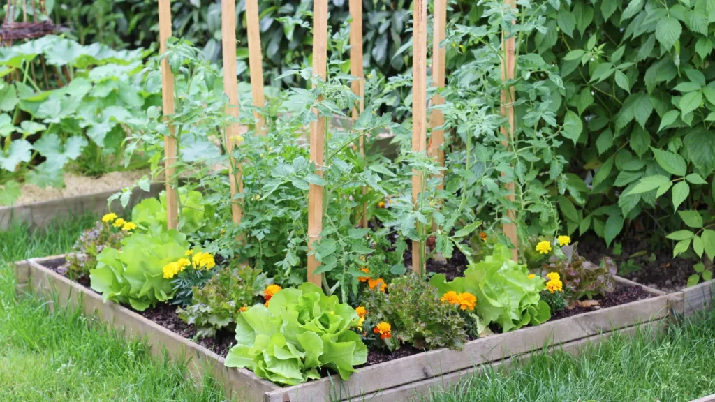 Companion Planting in square root gardening