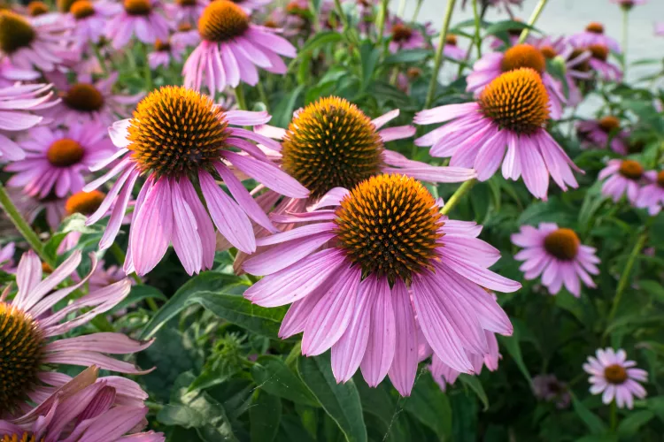 Coneflowers