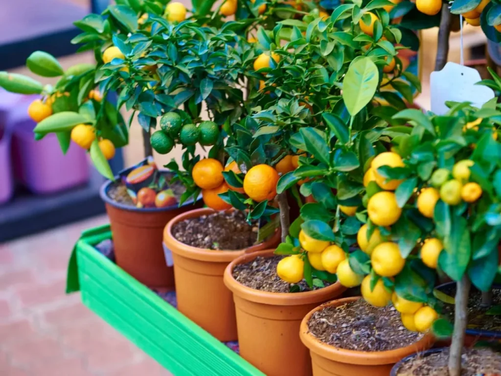 Container Fruit Garden