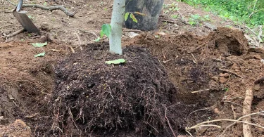 Deep Root Planting