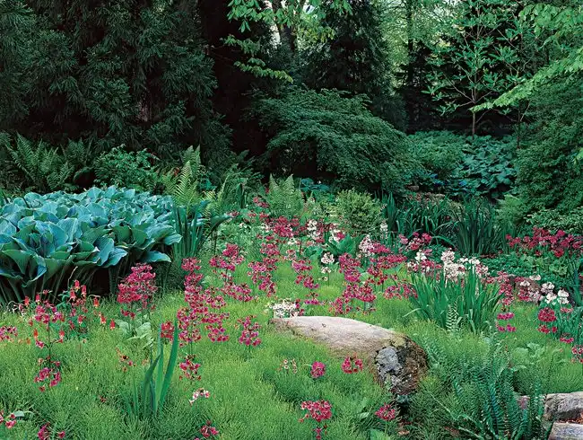 Design Ideas for Aesthetic and Functional Rain Gardens