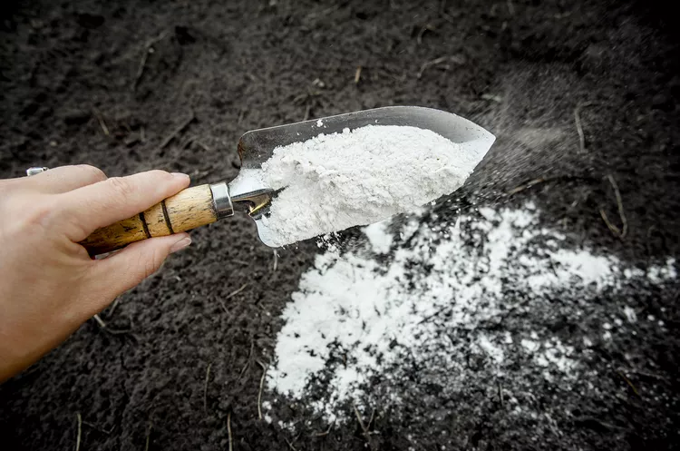 Dolomite Lime for plants