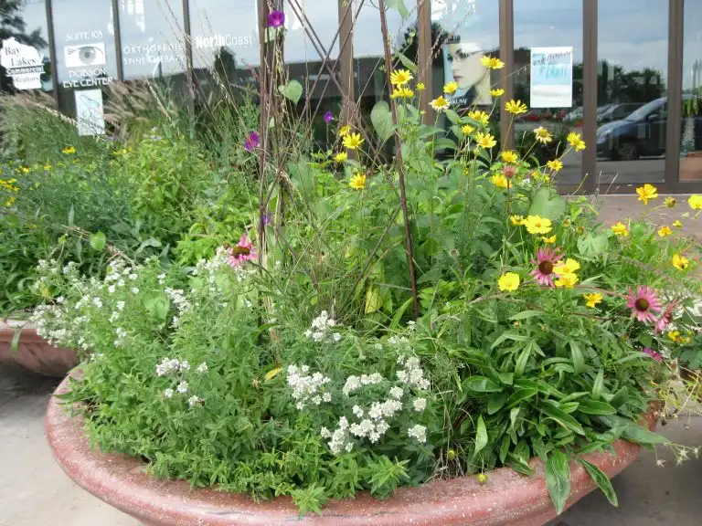 Growing Native Wildflowers in Containers