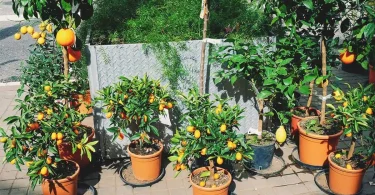 guide to tropical fruits