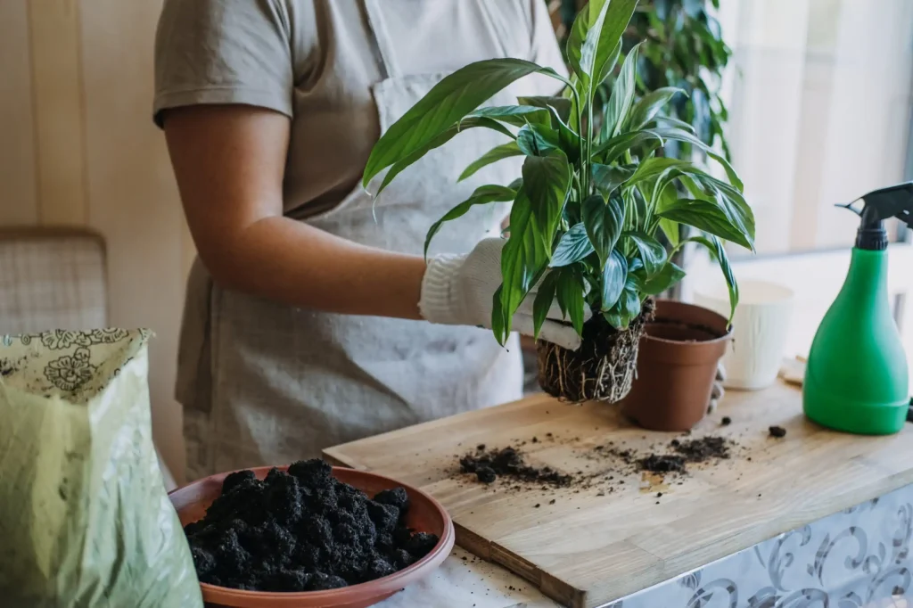 Helping Your Plant Thrive Post-Repotting