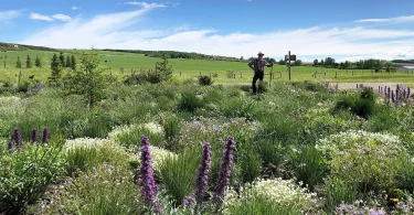 How to Grow Native Wildflowers for a Vibrant, Eco-Friendly Garden