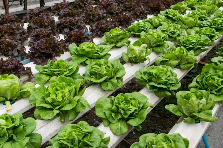 Hydroponic Vegetable Gardening