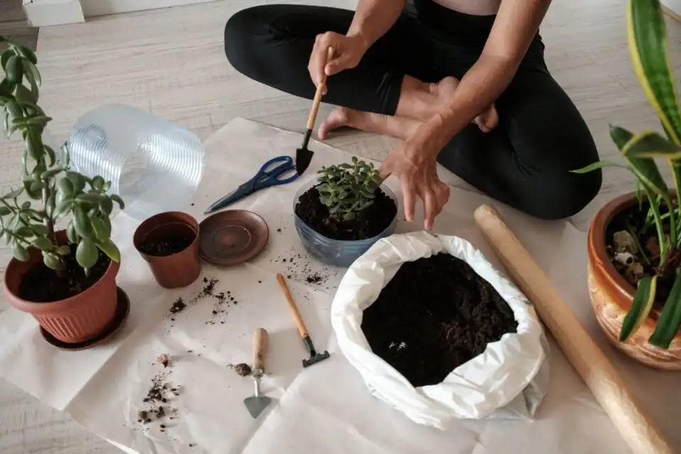 Materials Needed for Safe Repotting