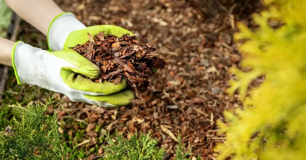 Mulching Nature’s Winter Blanket