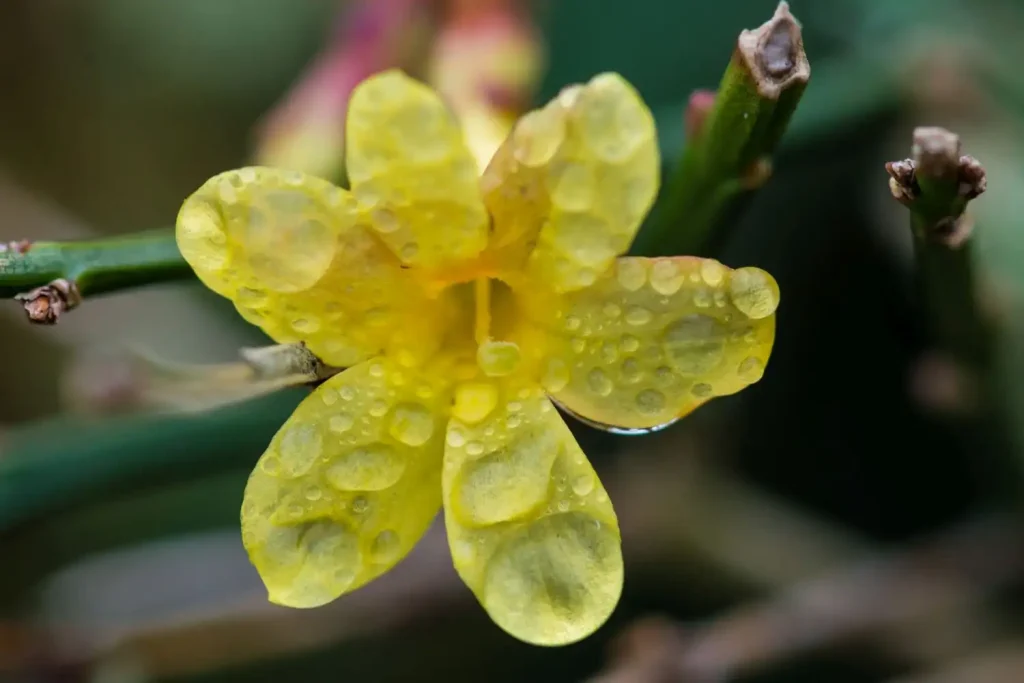 Pruning winter Jasmine