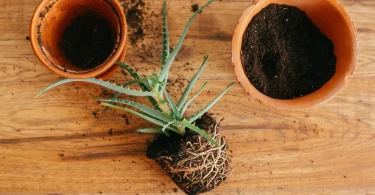 repot plants