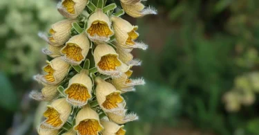 Rusty-Foxglove