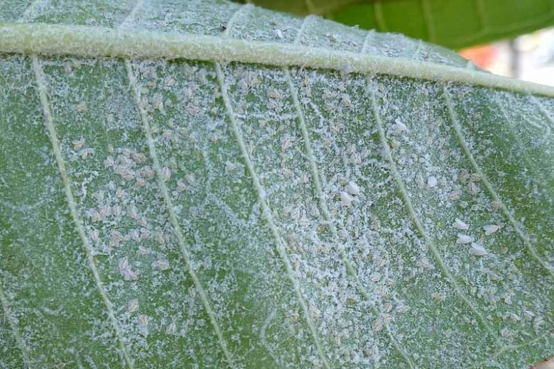 Signs of Whitefly Infestation