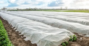 Use Row Covers or Frost Cloths