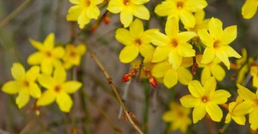 Mulch for Protecting Winter Blooms