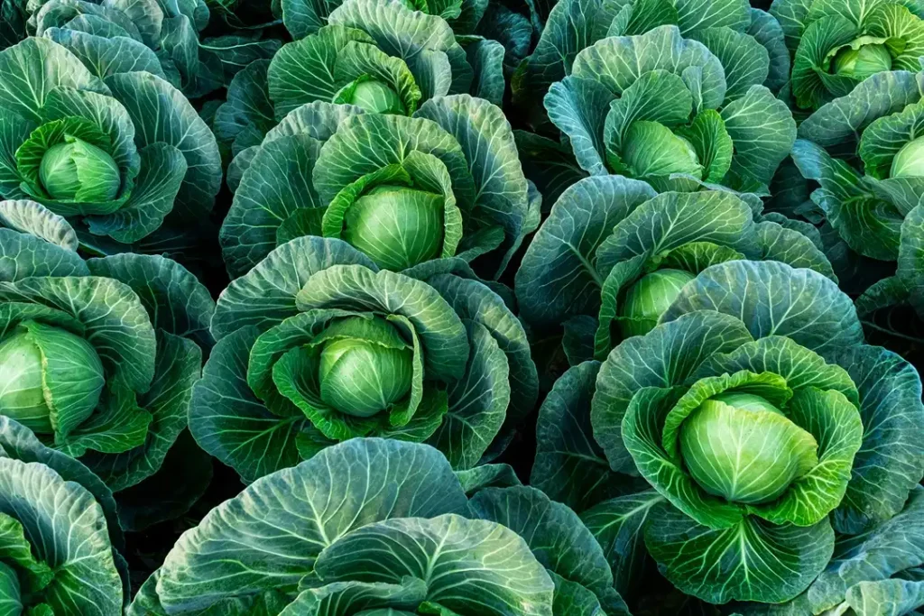cabbage
