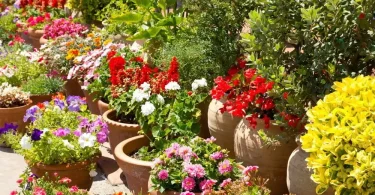 Spring Blooming Flowers