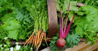 grow root crops