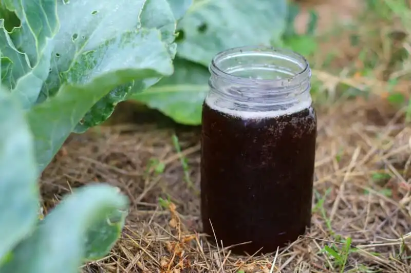 how-to-make-compost-tea