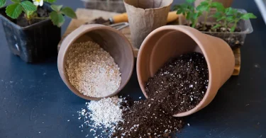 perlite-for-plants