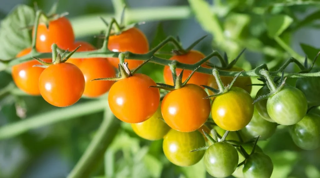 sturdy or pest-resistant varieties of tomatoes