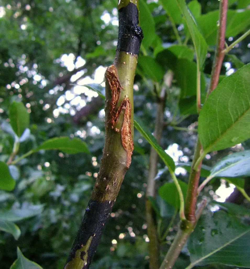 Aftercare for grafting