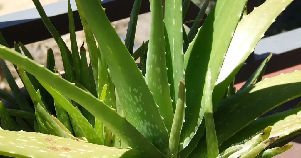 Aloe_Vera