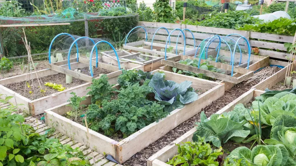 Bed Winter Crop Rotation Plan for Small Gardens