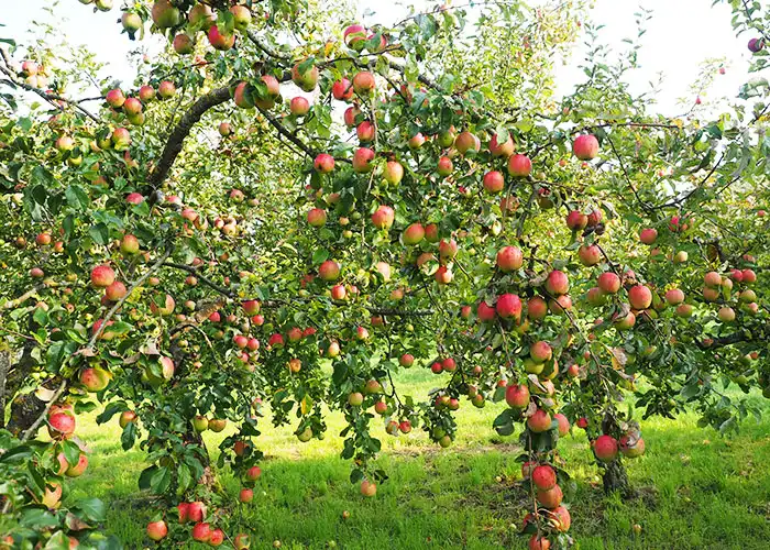 Best Time to Graft Fruit Trees