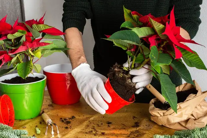 Best Time to Repot poinsettias