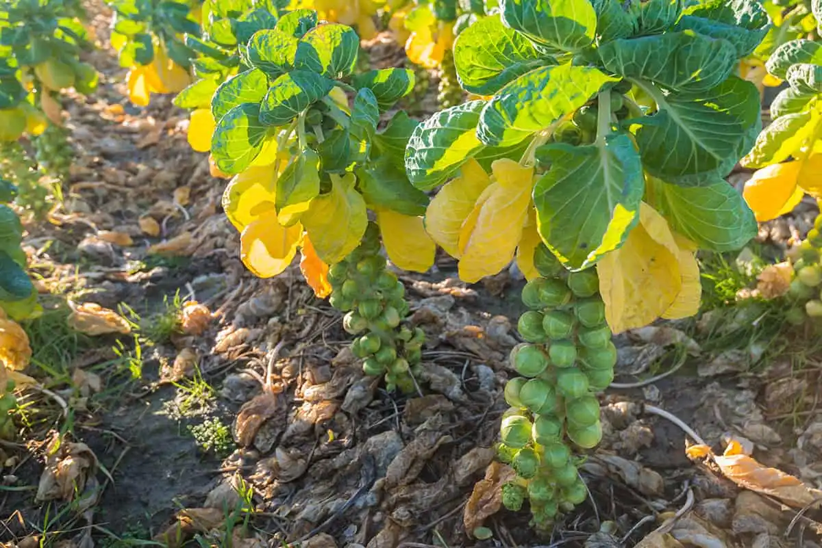 Brassicas turning yellow