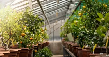 Brilliant Tropical Fruit Planting Ideas for Greenhouse Gardening