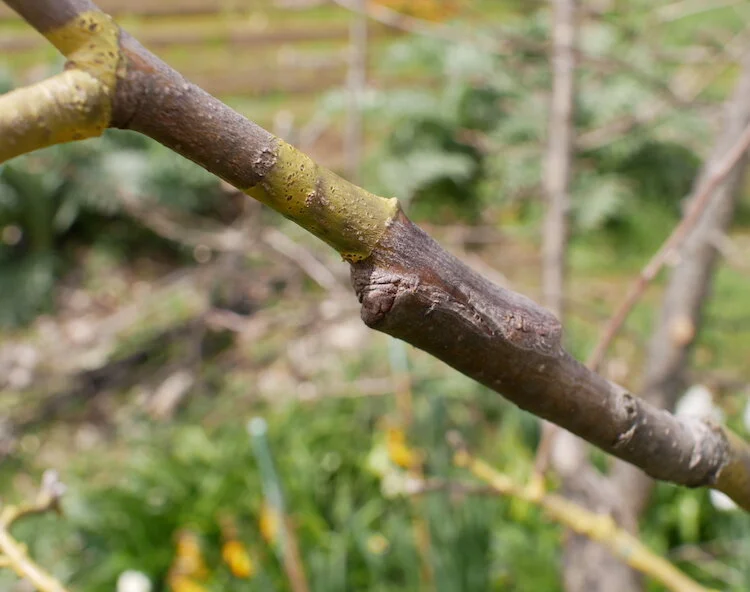 Choose Healthy Scion Wood