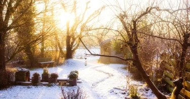 Common Winter Gardening Mistakes to Avoid