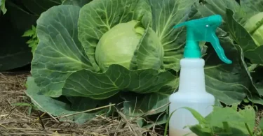 DIY Organic Insect Repellent for Plants