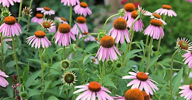 Grow Echinacea