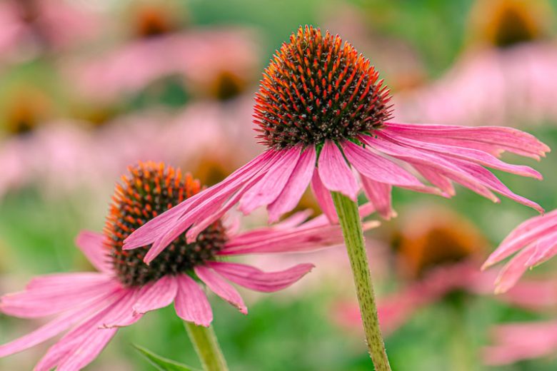 Echinacea purpurea