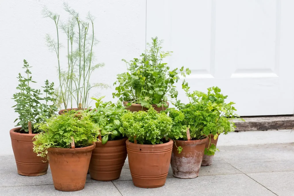 Growing Medicinal Herbs at Home