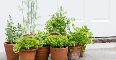 Growing Medicinal Herbs at Home