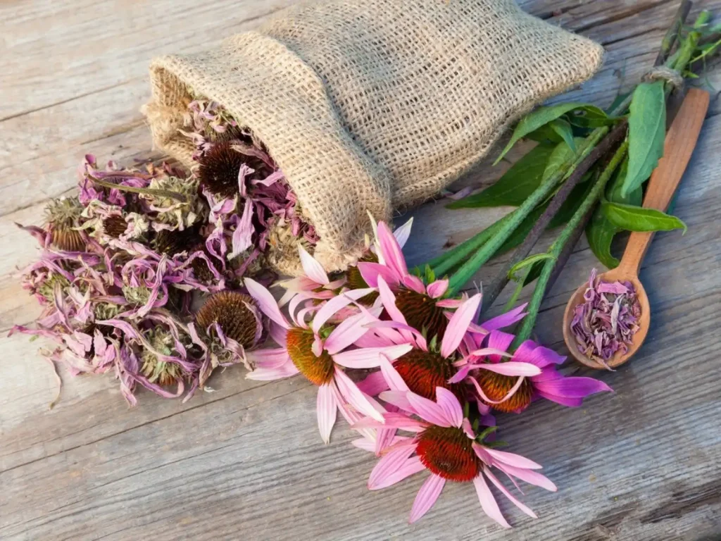 Harvesting Echinacea for Immune Support