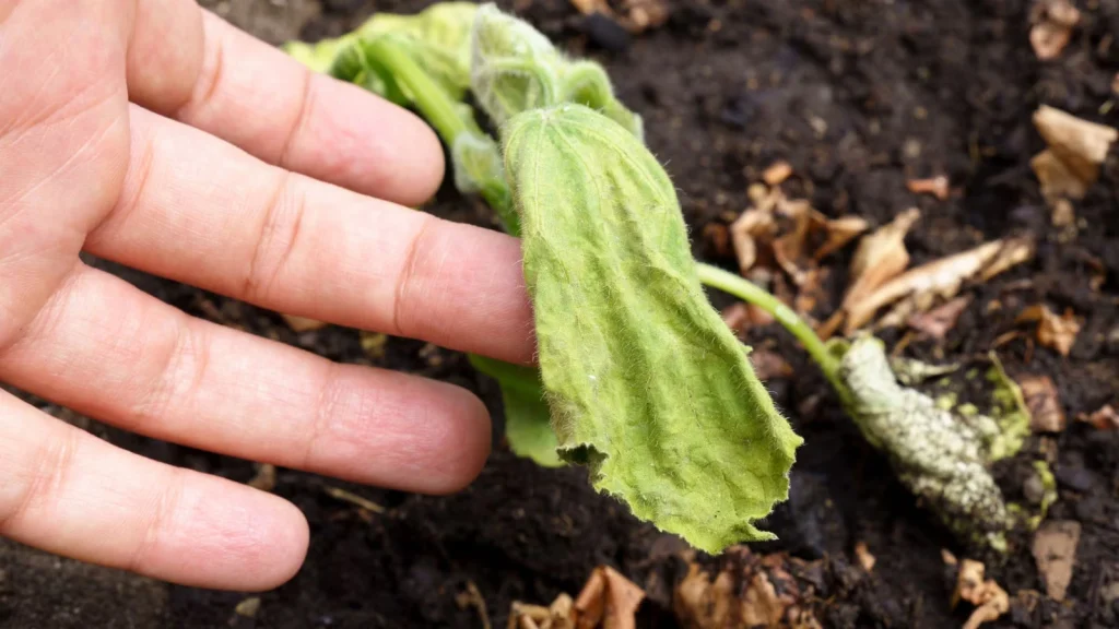 How to Revive Dying Vegetable Plants Naturally