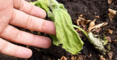 How to Revive Dying Vegetable Plants Naturally